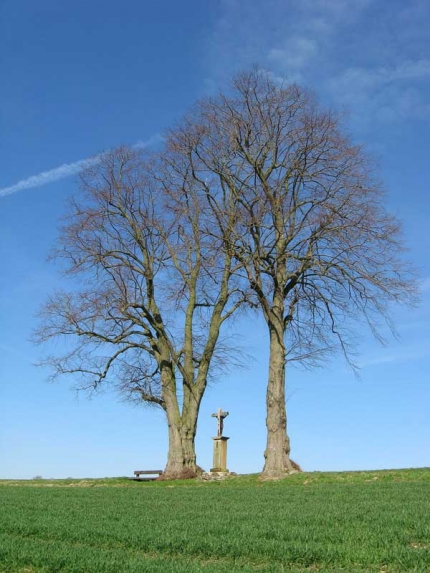 Bild 2 von 2 Linden an der Haiper Kirche